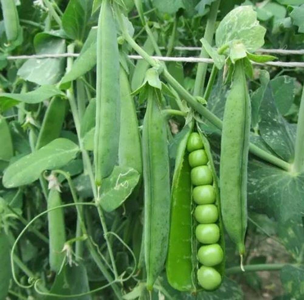 Горох Преладо (Syngenta / Сингента) 10гр.