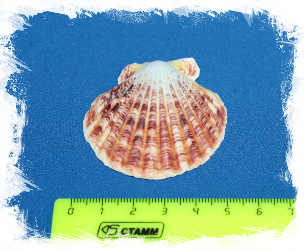 Pecten macassarensis
