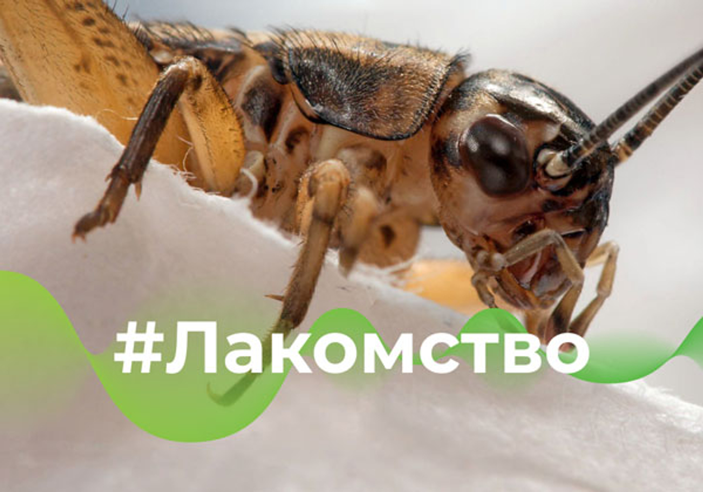 Полезный белок из насекомых. Животные в первых рядах на получение!