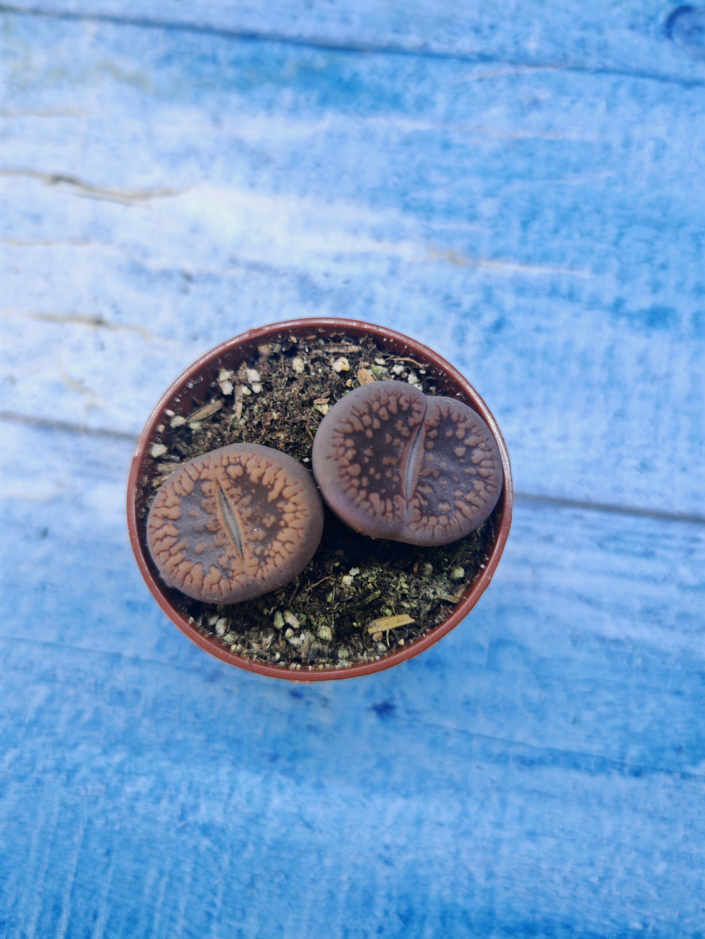 Lithops sp. (Литопсы)