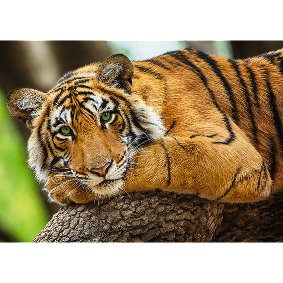 Puzzle "500" - Tiger portrait