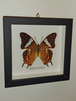 Бабочка Charaxes ocellatus в рамке