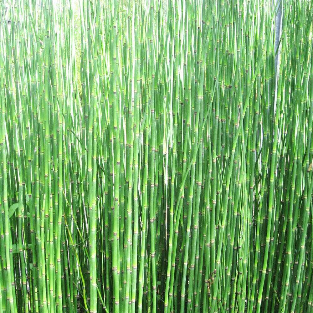 Хвощ Зимующий. Equisetum hiemale.