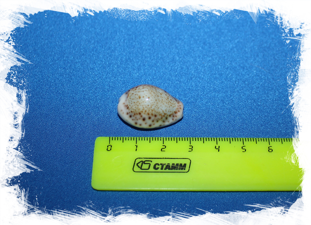 Ципрея турдус (Cypraea turdus), 4,8см, 1шт