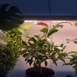 Светильник для растений, фитолампа светодиодная линейная ЭРА FITO-18W-T5-Ra90 полного спектра 18 Вт Т5 | Линейные фито светильники