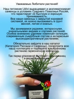 Сантолина Изумрудная вечнозелёная