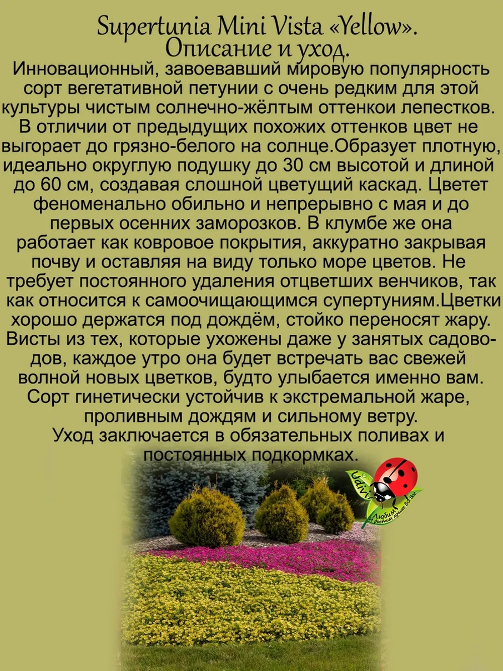 Петуния Супертуния Мини Виста Еллоу