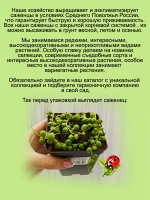 Крестовник Роули ампельный