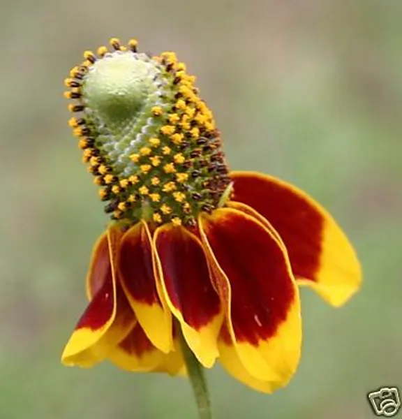 Mexican hat (Мексиканская шляпа)