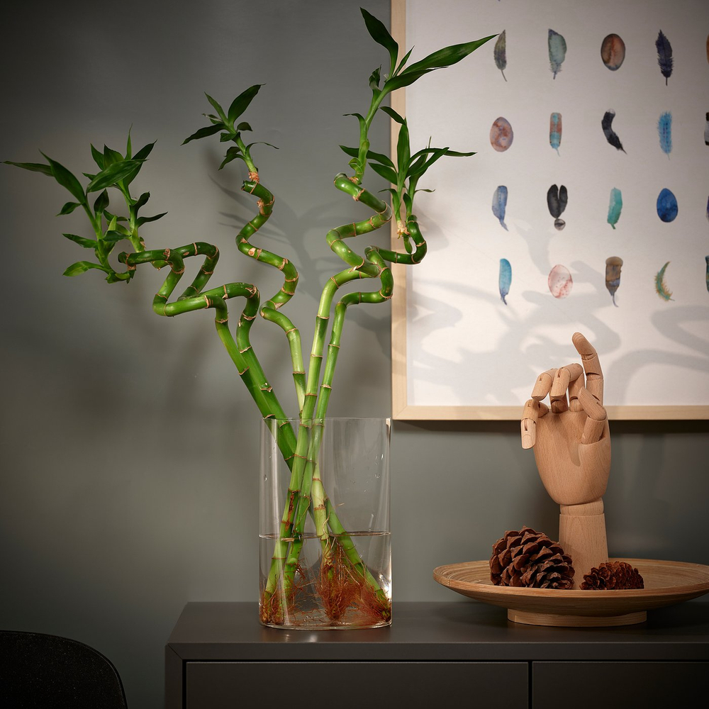 IKEA DRACAENA  (ИКЕА ДРАСАЕНА)  -  Растение - Счастливый бамбук/Спираль 45 см