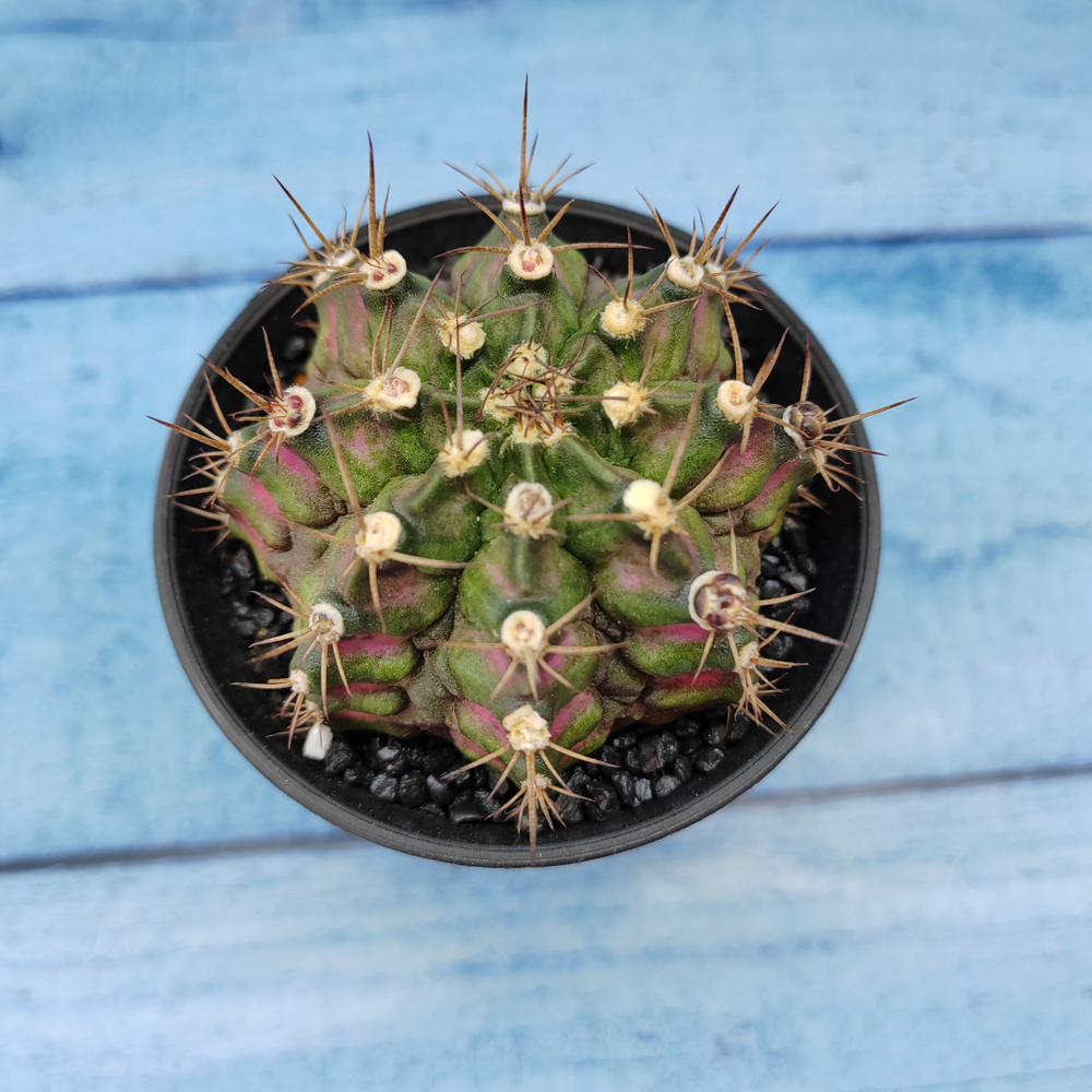 Gymnocalycium T-Rex Pink hybride (Гимнокалициум T-rex)