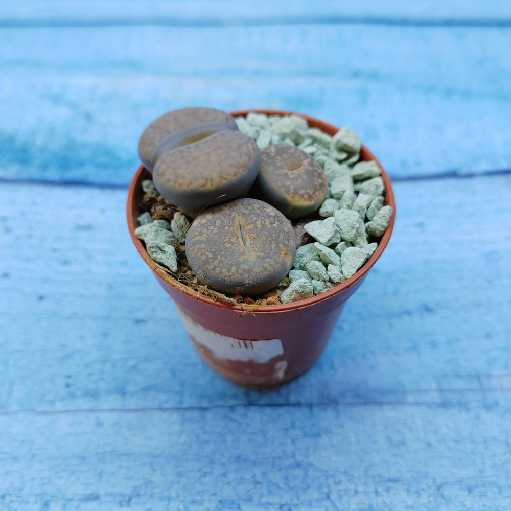 Lithops sp. (Литопсы)
