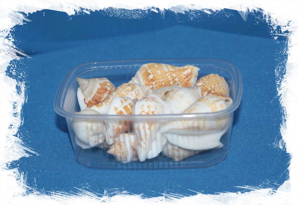 Стромбус Маргинатус, 4-6см, 100гр, 15шт