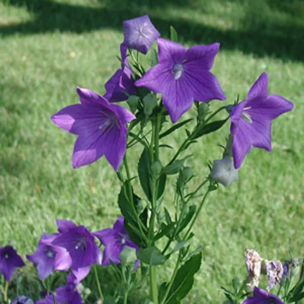 Platycodon Grandiflorus (Колокольчик  Крупноцветковый) семена
