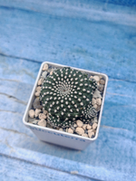 Sulcorebutia Heliosoides (Сулькоребуция)