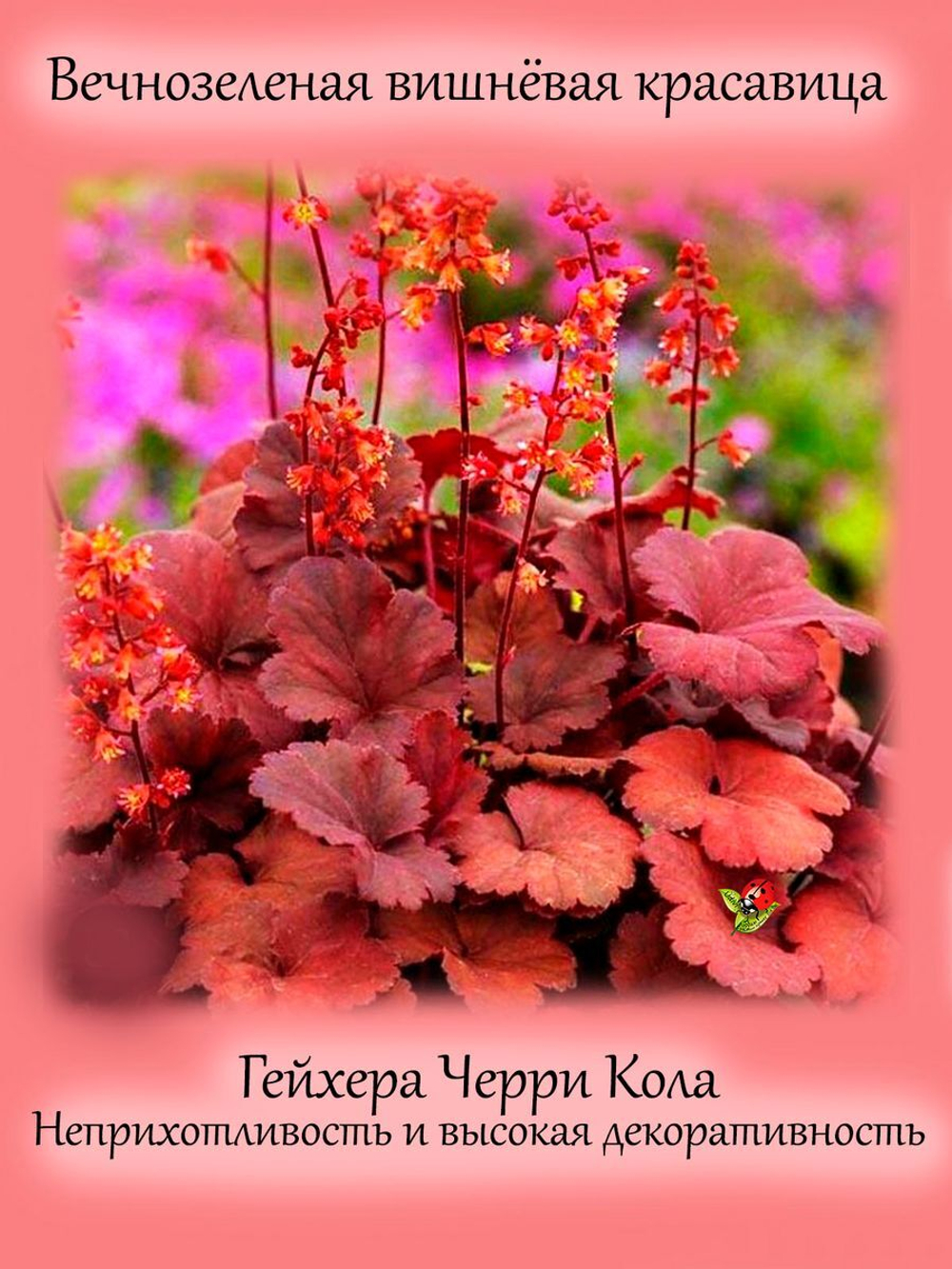 Гейхера Черри Кола многолетник