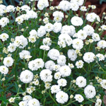 Тысячелистник птармика Noblessa (white)