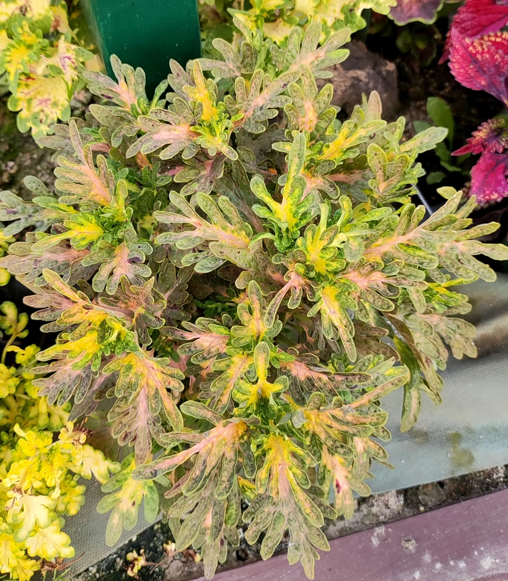 Gold Coral колеус_Сейчас_КСР