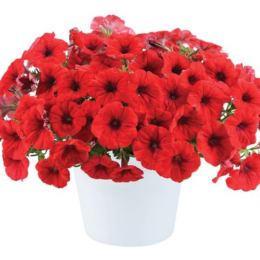 32217 Петуния CASCADIAS Chili Red (Весна 2026)