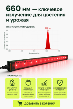 Rootster RED V1