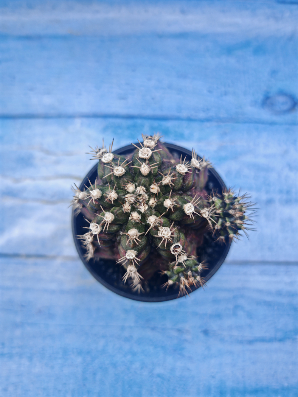 Gymnocalycium T-Rex Pink hybrid (Гимнокалициум)