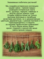 Тимьян Альбифлорус чабрец пряность многолетняя