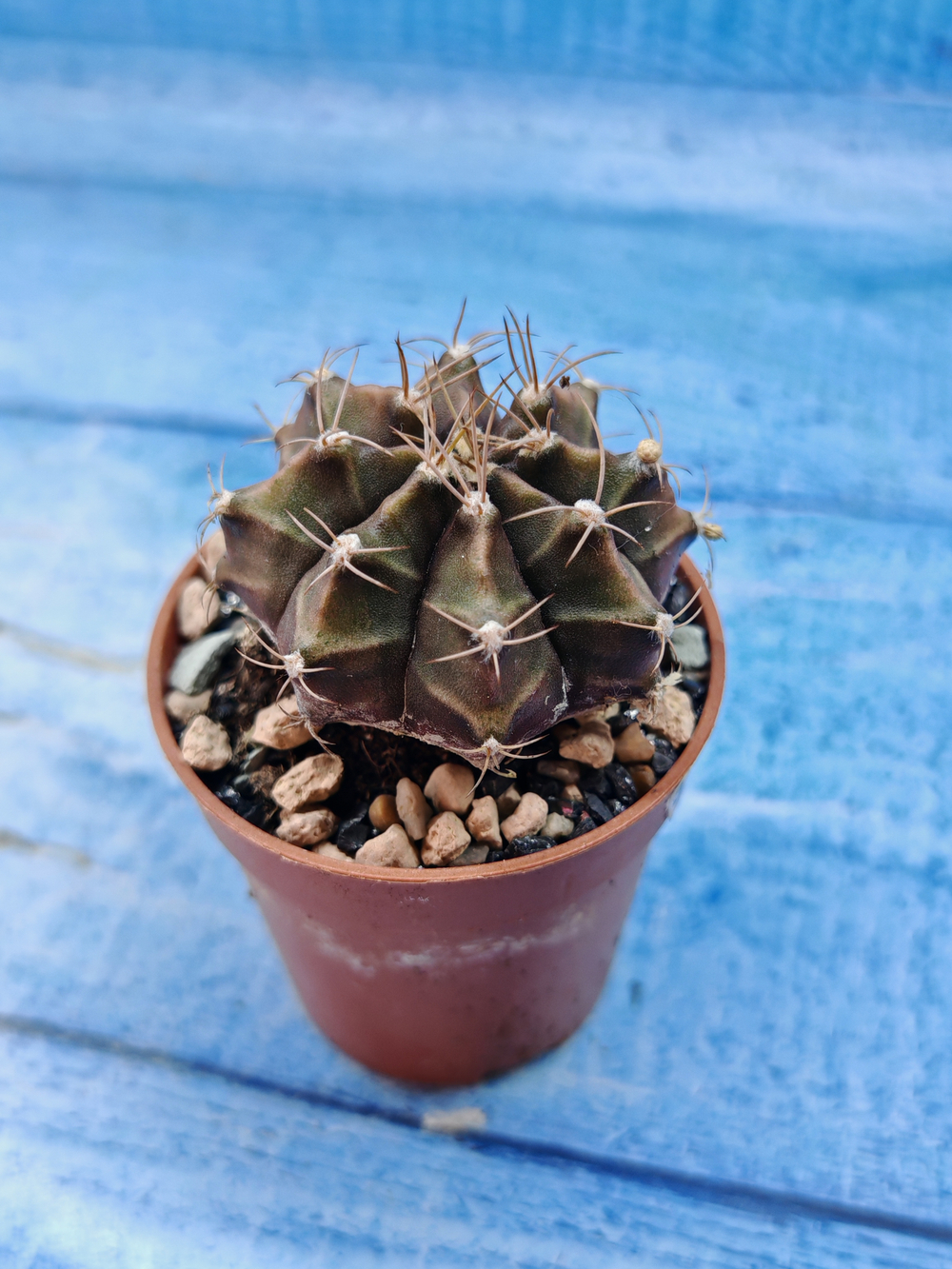 Gymnocalycium Friedrichii (Гимнокалициум)