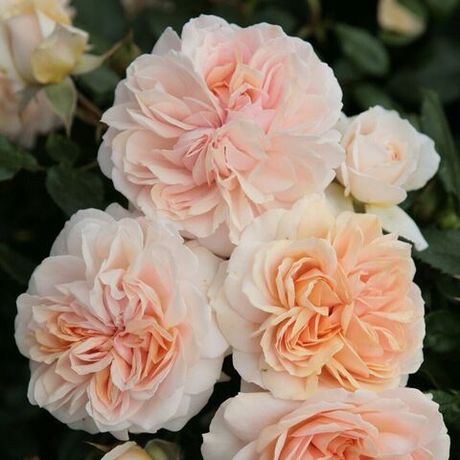 Гарден оф Роузес (Garden of Roses)
