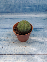 Euphoria Obesa (Эуфорбия)