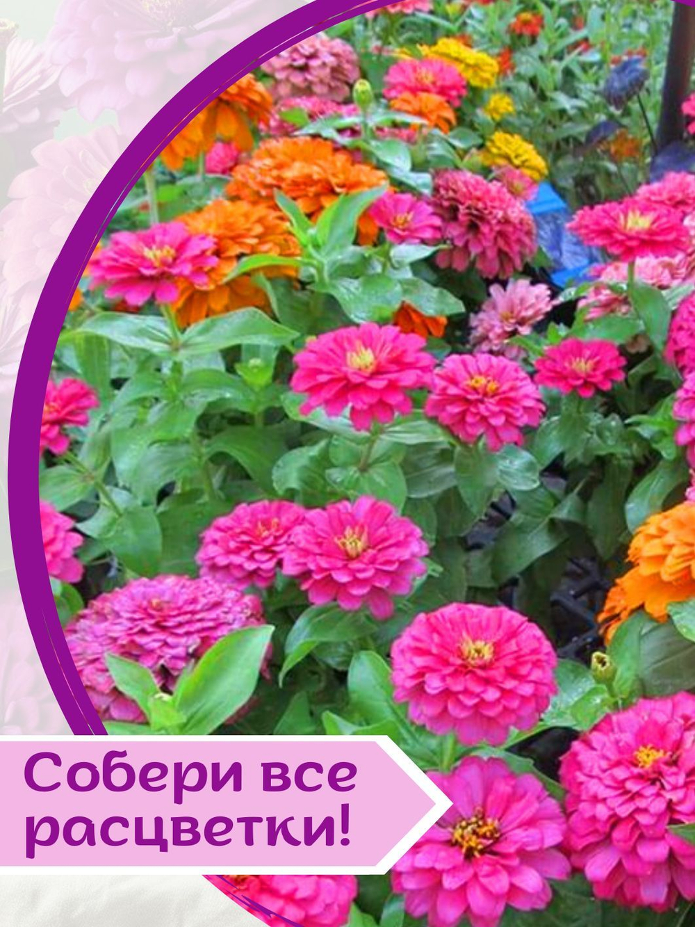 Семена Цинния низкорослая, кустовая, розовая Джульетта, семена Циния + торфяные таблетки Jiffy в подарок, 5 шт