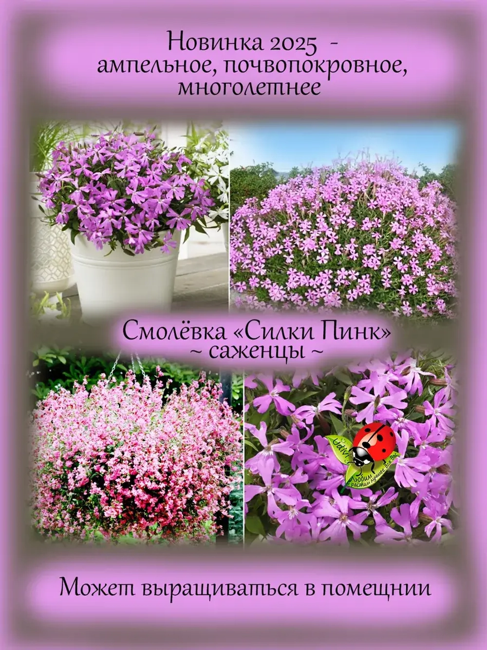 Смолевка Силки Пинк ампельная