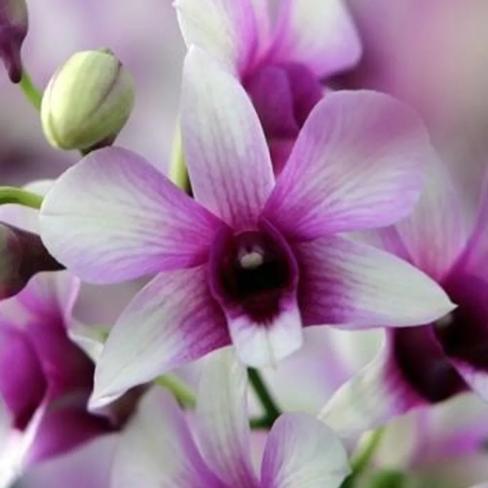 Дендробиум Северный Медведь Dendrobium Polar bear