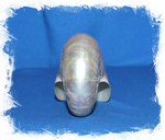 Pearlized Nautilus pompilius 8 - 11 sm