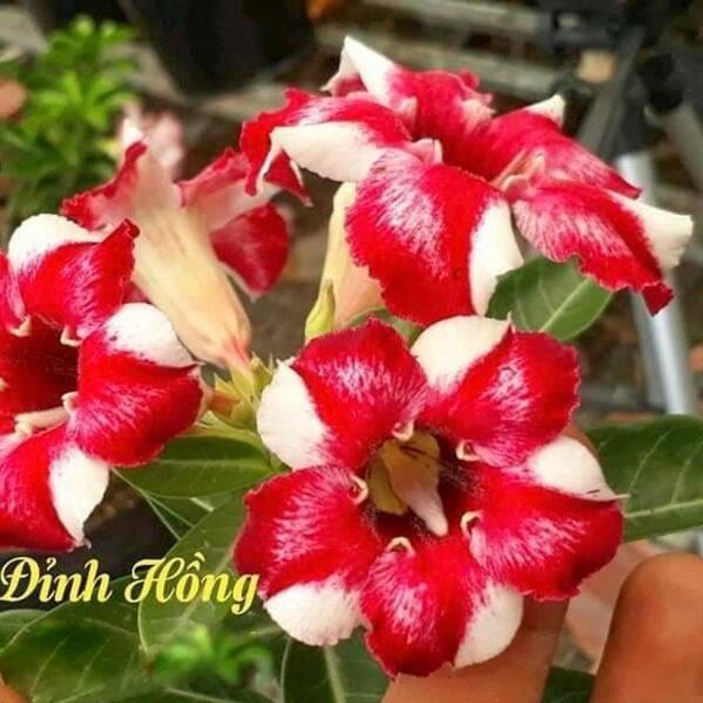 Адениум NGOC DINH HONG
