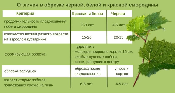 Сколько лет выращивать смородину: рекомендации опытных садоводов Сколько лет выращивать смородину: рекомендации опытных садоводов