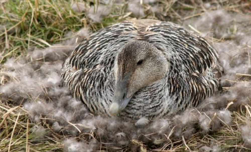 Одеяло теплое 135x200 Christian Fischbacher King