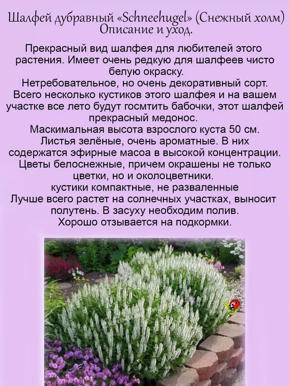Шалфей Шнеехюгель белый Снежный холм Сальвия