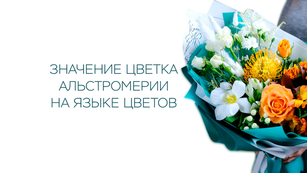 Значение цветка альстромерии на языке цветов