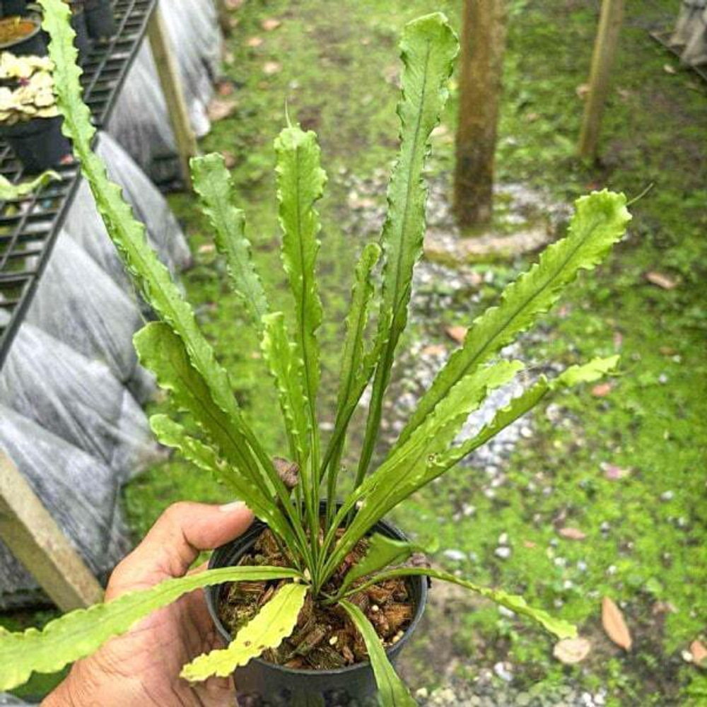 Микросорум M.MUT LONG LEAF