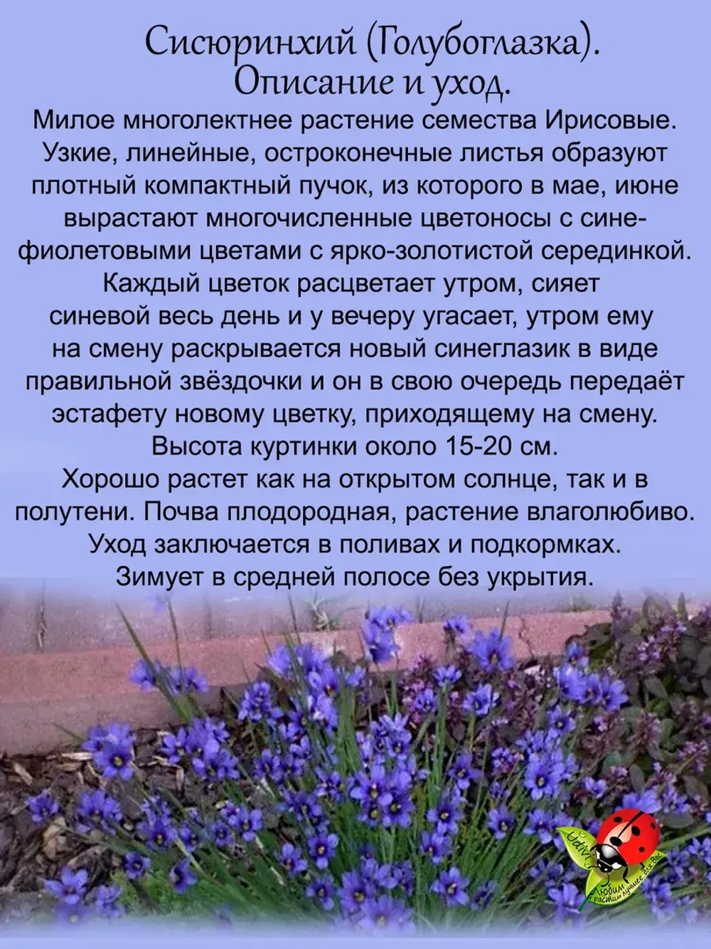Сисюринхий Голубоглазка многолетний