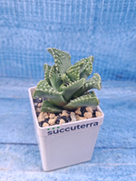 Faucaria Tuberculosa (Фаукария)