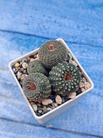 Frailea Pygmaea gloriosa (Фрайлея)