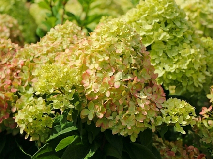 Гортензия метельчатая «Мохито» (Hydrangea paniculata 'Magical Mojito' / 'Kolmagimo')