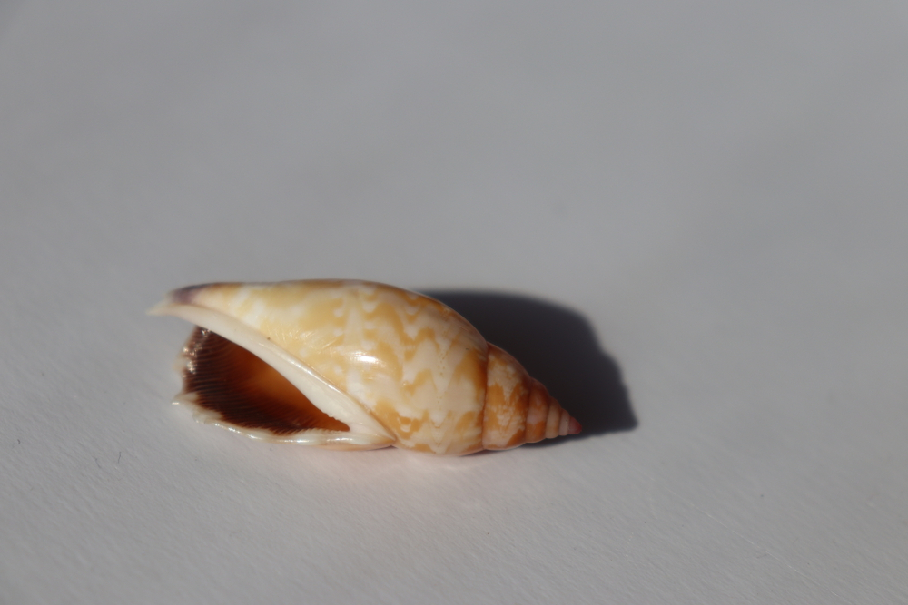Раковина Стромбус дентатус (Tridentarius dentatus)