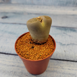 Lithops sp. (Живые камни)