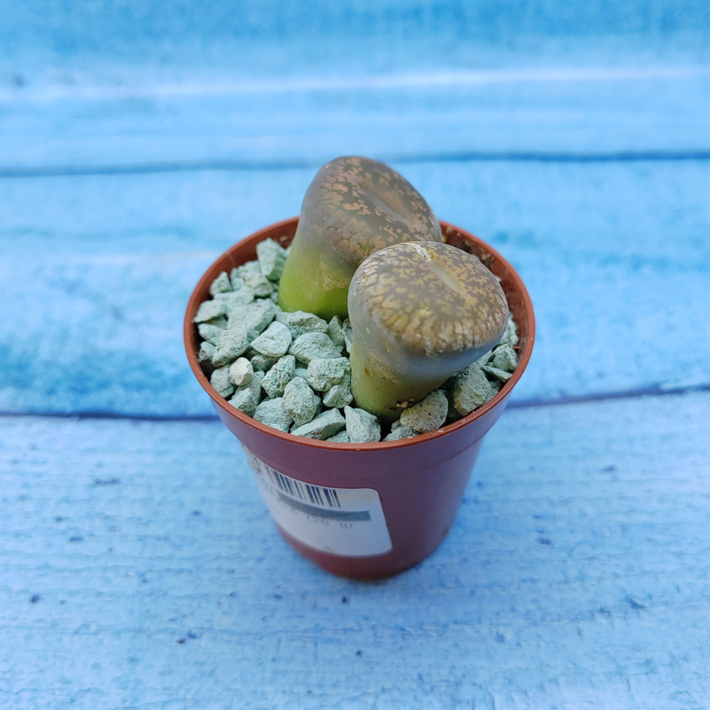 Lithops sp. (Литопсы)