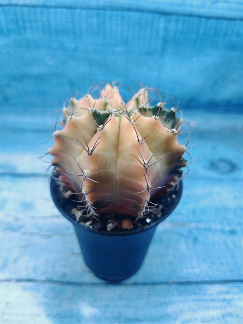 Gymnocalycium Variegata (Гимнокалициум Вариегатный)