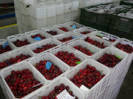 черешня чилийская сорт Bing, lapins ,Van.