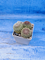 Echinocereus Rigidissimus Rubispinus (Эхиноцереус)