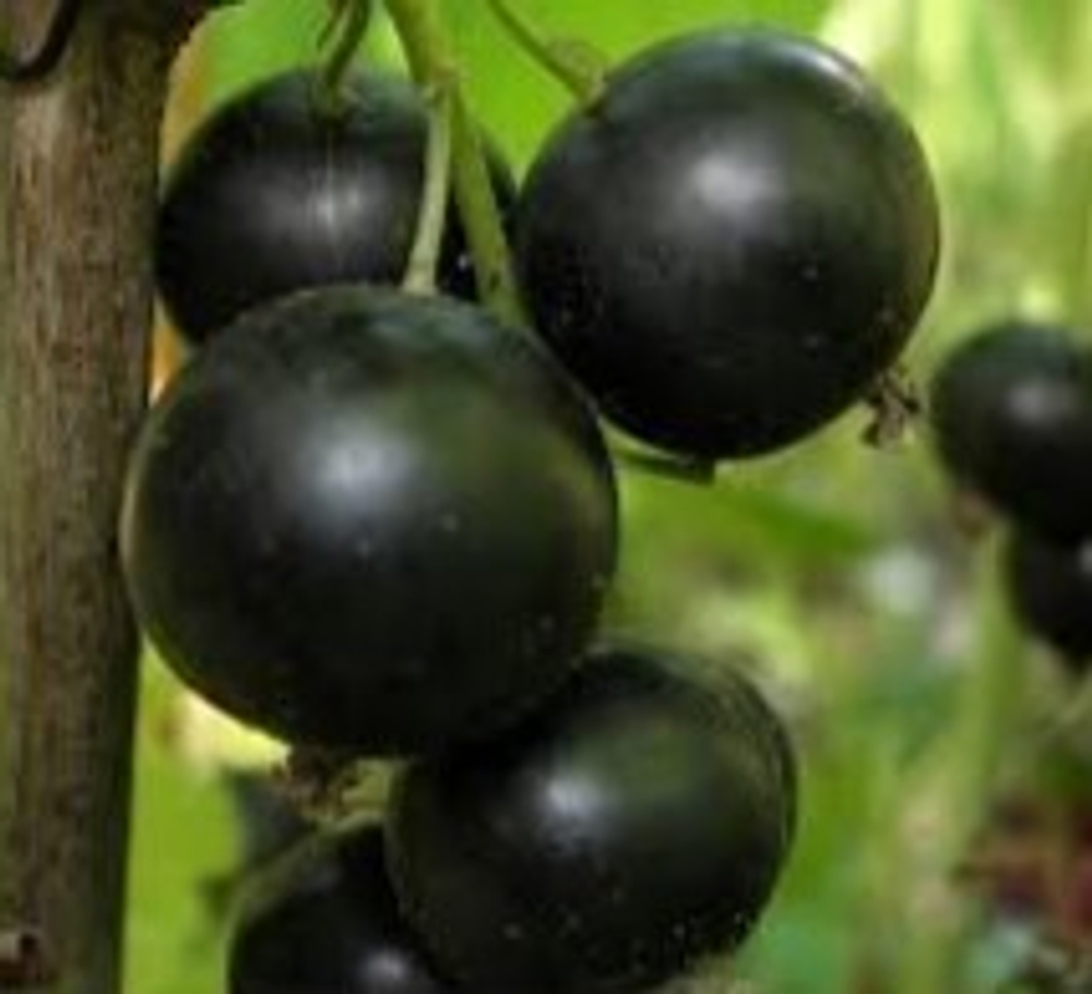 Смородина черная Селеченская 2